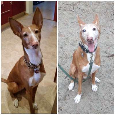 Podenco-Mix in NRW-Beitrag-Bild