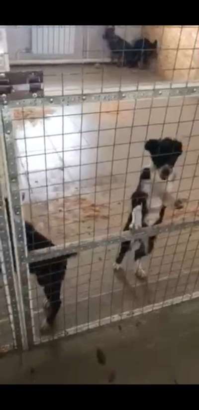 Welpenfotos-Beitrag-Bild