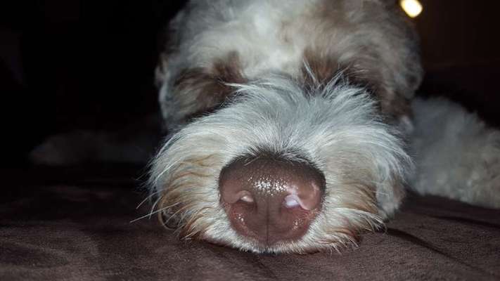 Zeigt mir die tollste Nahaufnahme von eurer Fellnase-Beitrag-Bild