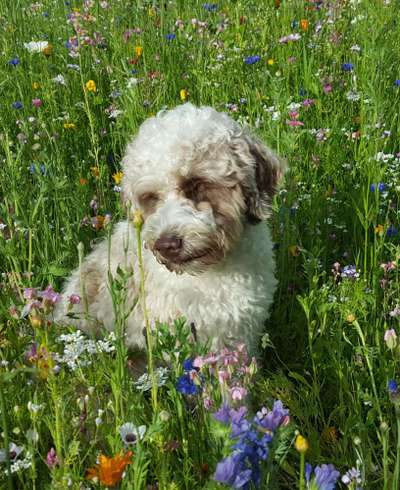 Fotochallange 63: "Dein blühendes Hündchen"-Beitrag-Bild