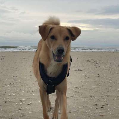 Hundetreffen-Spielfreundin in Mengerschied gesucht-Bild