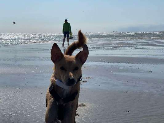 TierschutzhundeStammtisch🐕-Beitrag-Bild