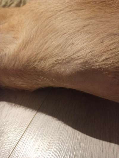 Kein Fell am Bauch-Beitrag-Bild