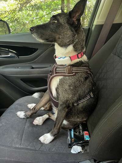 Wie kamst du zu deinem Hund?-Beitrag-Bild