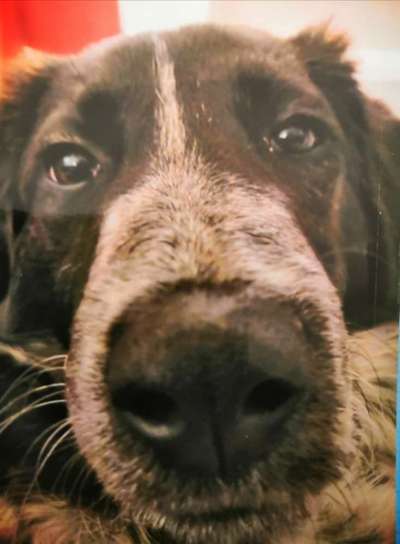 Zeigt mir die tollste Nahaufnahme von eurer Fellnase-Beitrag-Bild