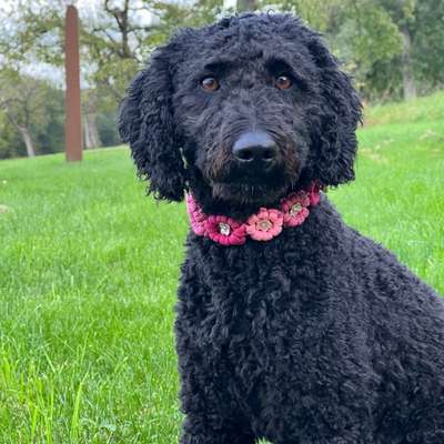 Hundetreffen-Pudeltreffen 🐩🐾-Bild