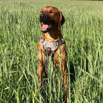 Hundetreffen-Ridgeback Treffen-Bild