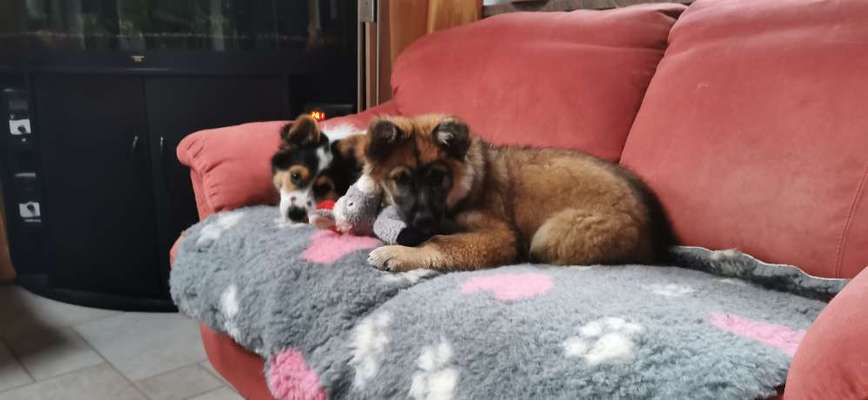 Welpen Bilder !-Beitrag-Bild