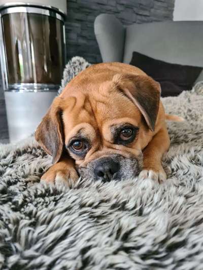 Lieblingsbild von euren Hunden?-Beitrag-Bild