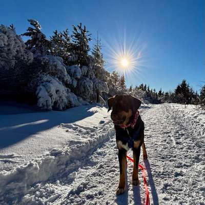Hundetreffen-Spaziergänge-Bild