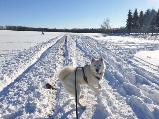 Husky-Beitrag-Bild