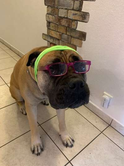 Hier ist der Spaßthread. Zum Schmunzeln und Kaputtlachen-Beitrag-Bild