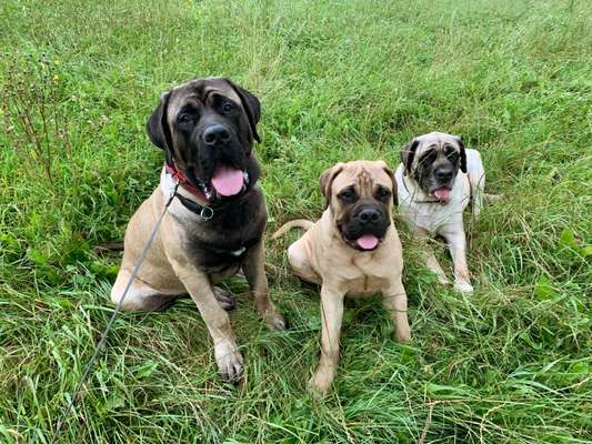 Hundetreffen-Gassi , Lern- und Spielerunde-Bild