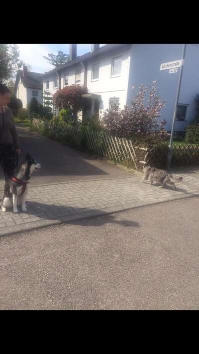 Hund und Katz Momente-Beitrag-Bild