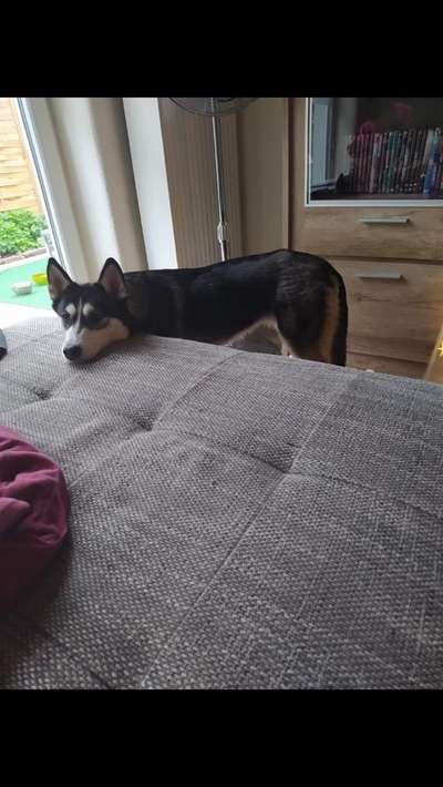 Zeige das lustigste Bild eures Hundis-Beitrag-Bild