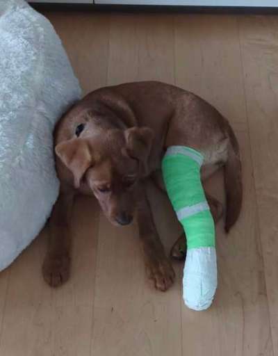 Beinbruch bei Welpe-Beitrag-Bild