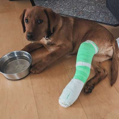 Beinbruch bei Welpe-Beitrag-Bild