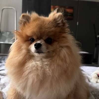 Hundetreffen-🐾 Hundefreund/in für Hündin gesucht 🐾-Bild