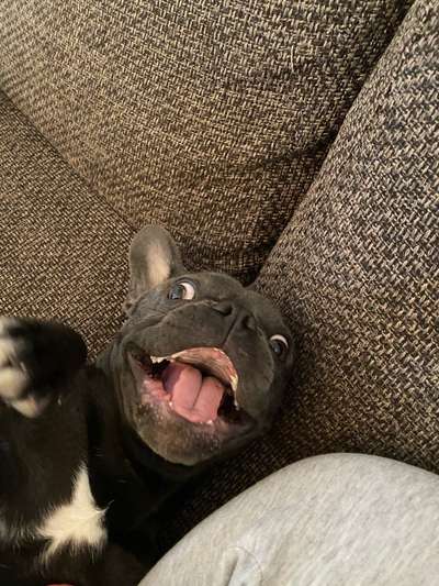 Lustigsten Grimassen von euren Hunden-Beitrag-Bild