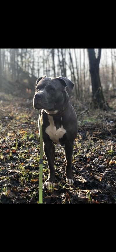 "Bulligere Arten" auch hier? :) Amstaff etc..-Beitrag-Bild