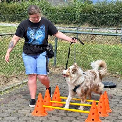 Hundetreffen-Trainingspartner-Bild
