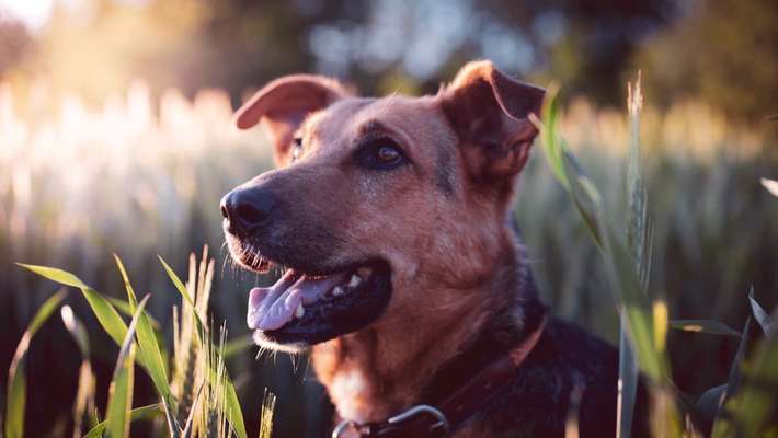Die Dogorama Monats Challenge "Es grünt und blüht"-Beitrag-Bild