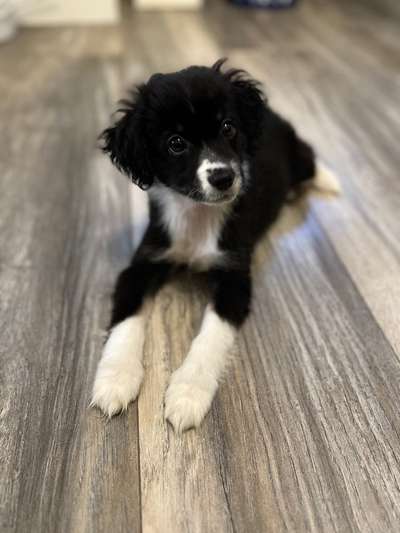 Hundetreffen-Spiel und Gassi-Bild