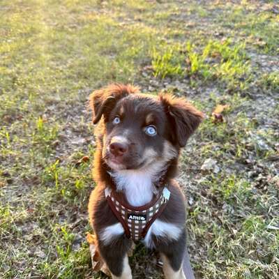Hundetreffen-Buddies für Teddy 🧸-Bild