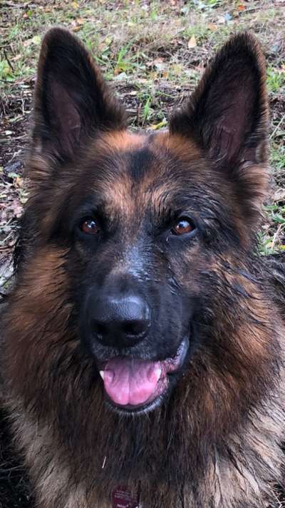 Deutsche Schäferhunde, Belgische Schäferhunde.-Beitrag-Bild