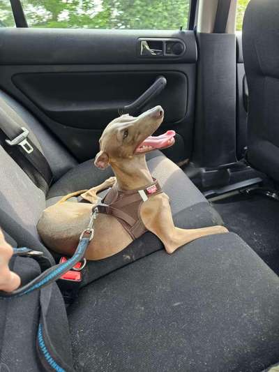 Hundetreffen-Sozialisierung & Hundefreund für unseren kleinen Italian greyhound Welpen :D-Bild