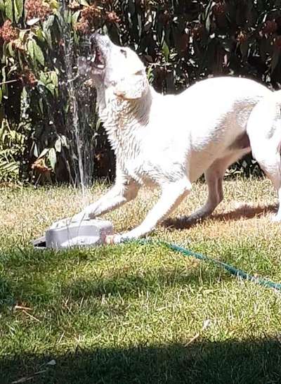 Dogorama Photo Challenge - Schattiges Plätzchen-Beitrag-Bild