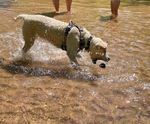Dogorama Photo Challenge - Schattiges Plätzchen-Beitrag-Bild