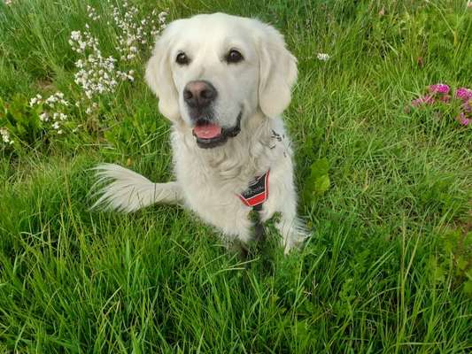 Wo sind die Golden Retriever Liebhaber?-Beitrag-Bild