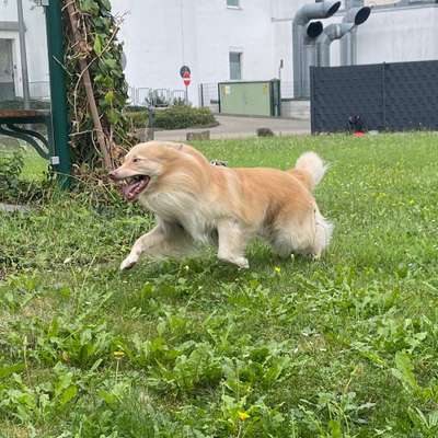 Hundetreffen-Aktiv sein um glücklich🍀 zu sein😊-Bild