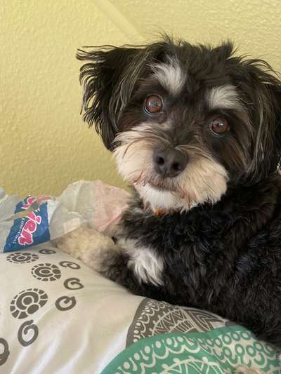 Dogorama Foto Challenge - Erwischt-Beitrag-Bild