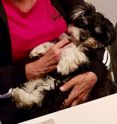 Welchen Hund hast du?-Beitrag-Bild