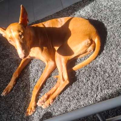 Windhunde - Treffen der besonderen Schönheiten
HERZLICH WILLKOMMEN-Beitrag-Bild