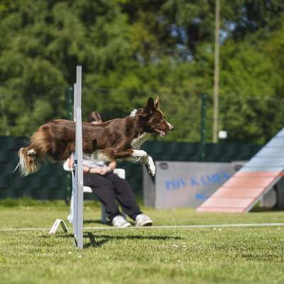 %{de_profession_title}-Hundesport-Bild