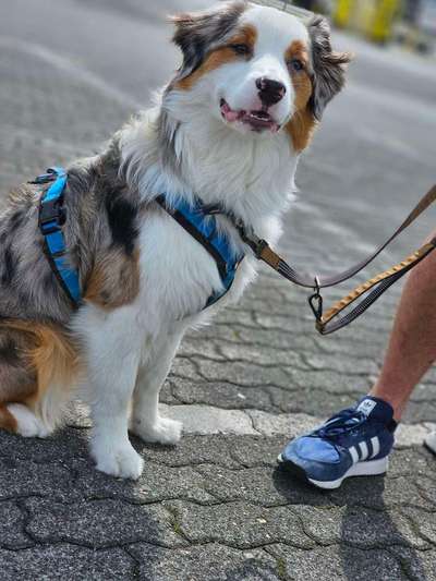 Hundetreffen-Trainingspartner für (jungen) Australian Shepherd gesucht-Bild