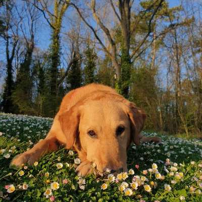 Hundetreffen-Suche Hundebetreuung-Bild