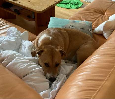 Dogorama Foto Challenge - Erwischt-Beitrag-Bild