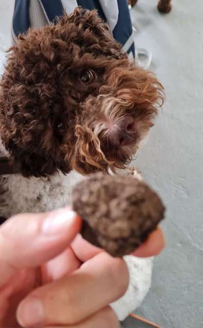 Lagotto Romagnolo Besitzer-Beitrag-Bild