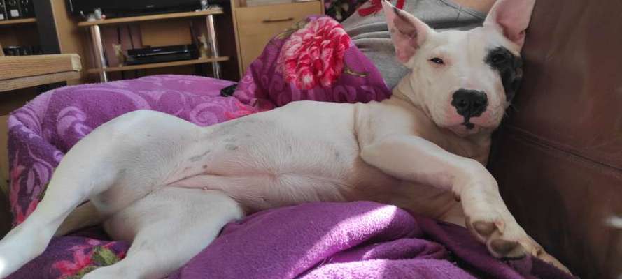 Miniatur Bull Terrier-Beitrag-Bild