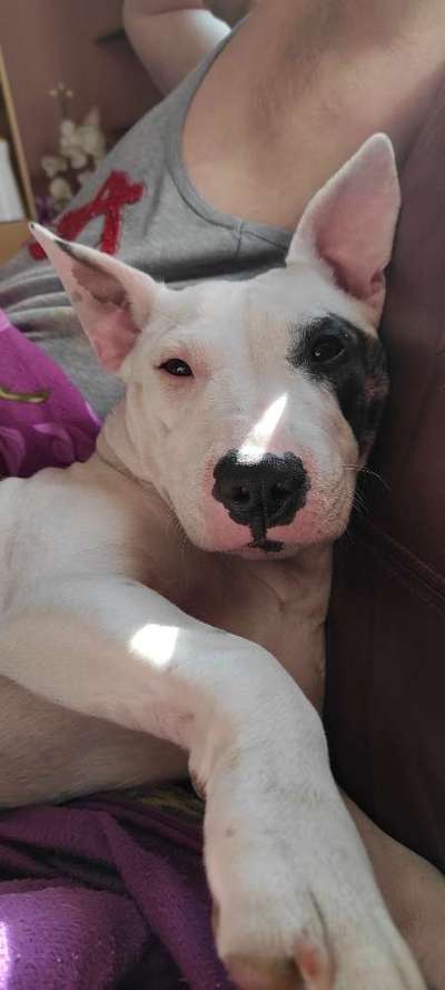 Mischlinge raten - Rätselspaß-Beitrag-Bild