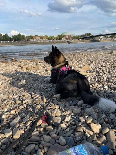 Akita Inu/American Akita (Mix) halter.-Beitrag-Bild