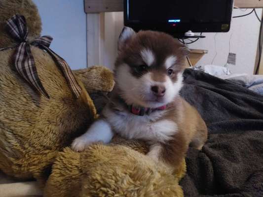 Welpen Bilder !-Beitrag-Bild