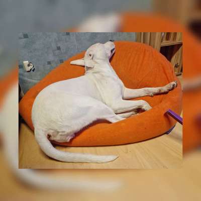 Dogorama Photo Challenge - Fail/Outtakes-Beitrag-Bild