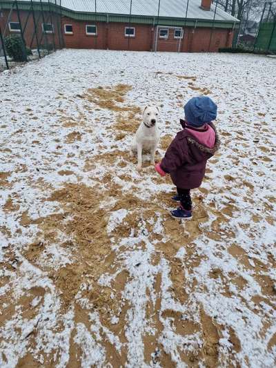 Freunde von 'Kampfhunden'-Beitrag-Bild