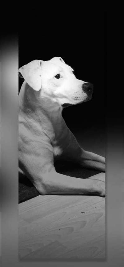 Wo sind meine AMERICAN BULLDOGS?-Beitrag-Bild