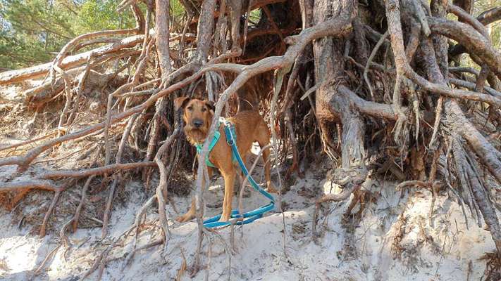 Die Dogorama Kalender Challenge Titelbild-Beitrag-Bild